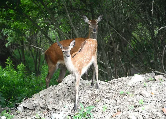 Jeleni Farma Jecmeniste Pensjonat *